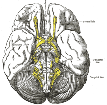 brain