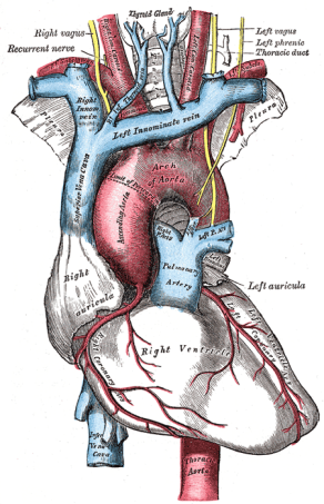 heart