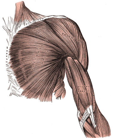 shoulder